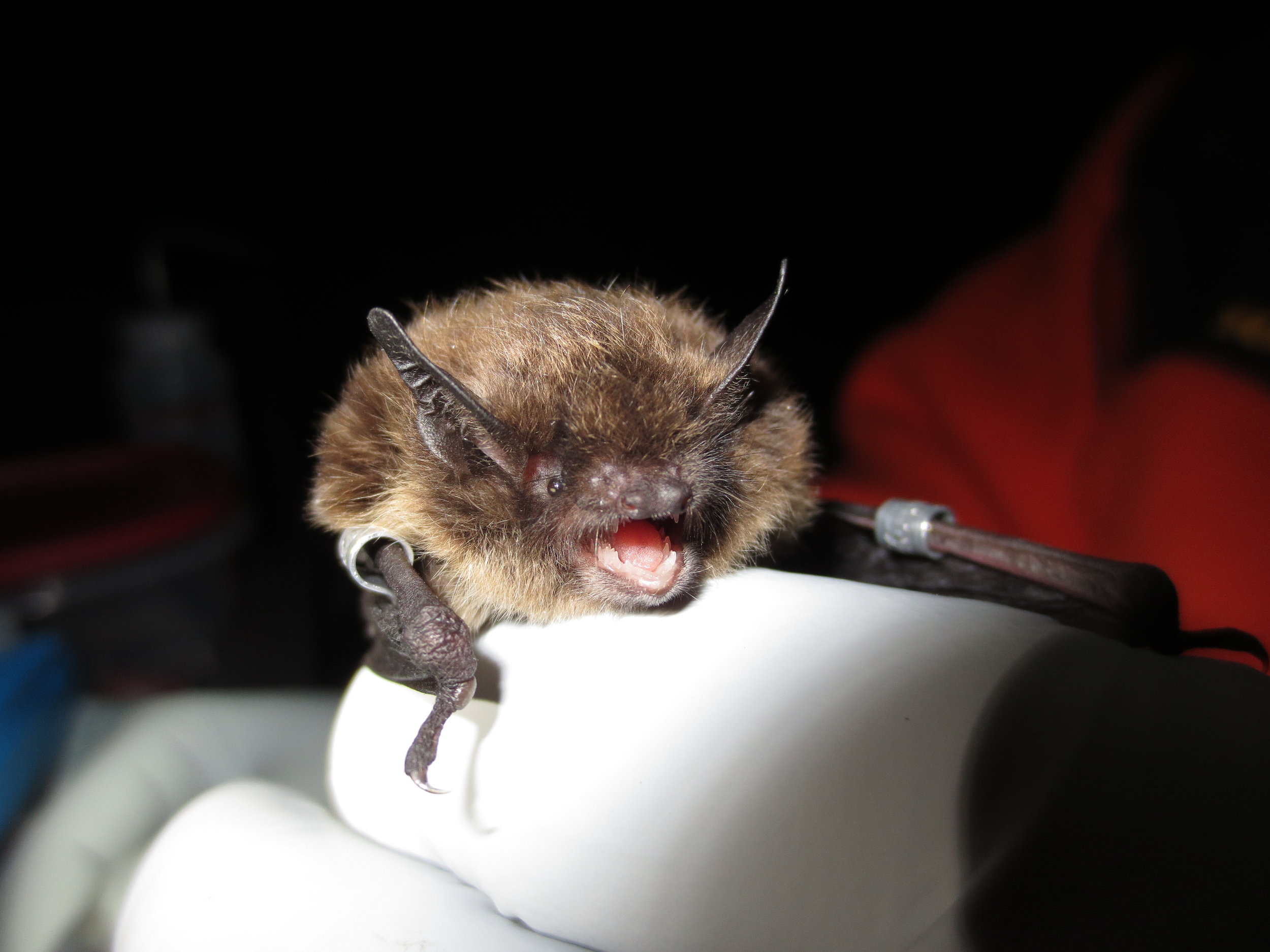 2013-06-20_Campground_IMG_0393_Capture_Bat4_AK0065_AK0067_Front-1.jpg