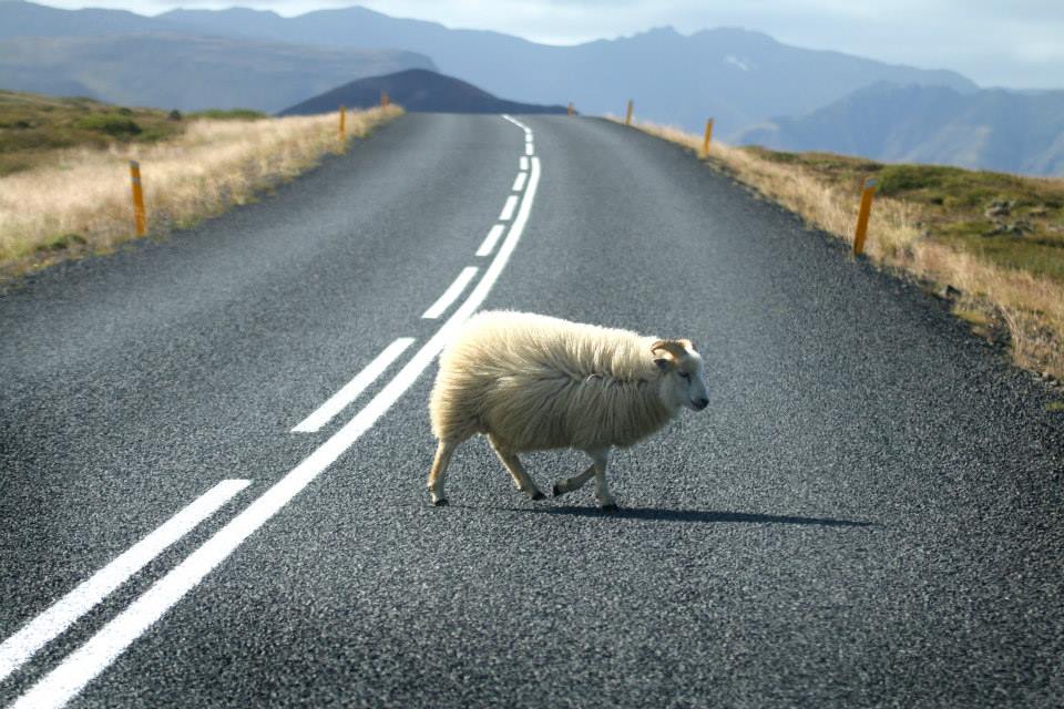 Goat.jpg