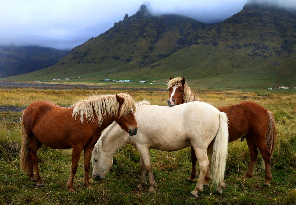 Horses.jpg
